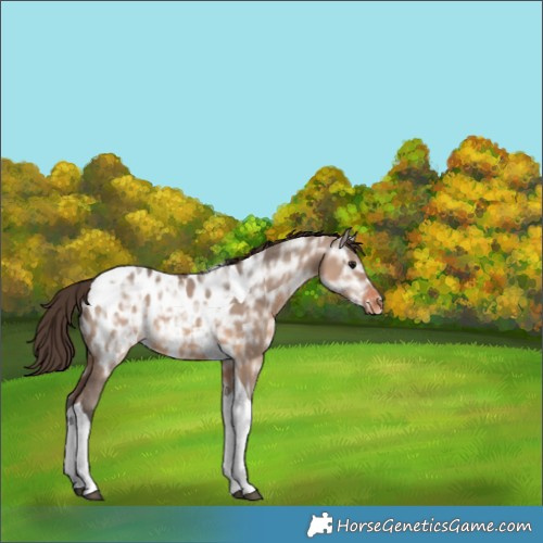 Horse Color:Brown Ice Dun Tobiano Appaloosa 