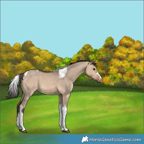 Horse Color:Bay Dun Tobiano 