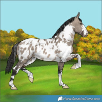 Horse Color:White Spotted Brown Dun Appaloosa 