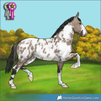 Horse Color:White Spotted Brown Dun Near Leopard 