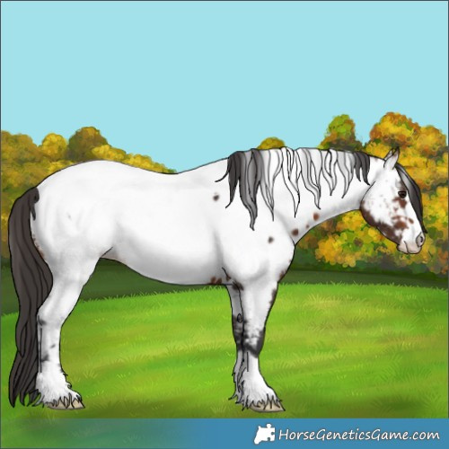 Horse Color:White Spotted Bay Appaloosa 