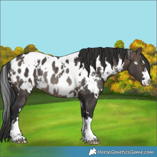 Horse Color:White Spotted Brown Dun Appaloosa Rabicano