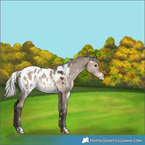 Horse Color:White Spotted Silver Brown Dun Mushroom Appaloosa 