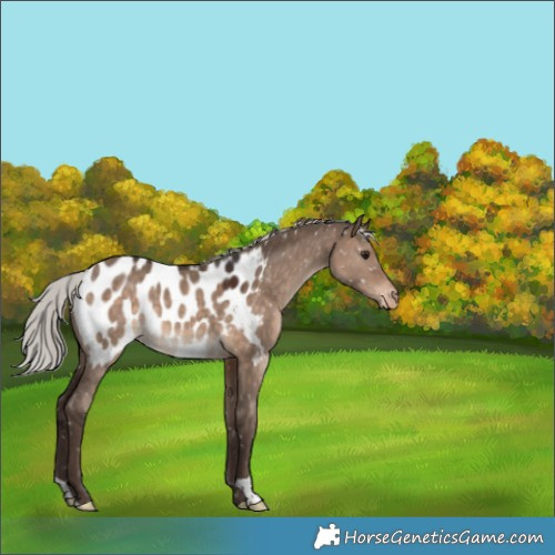 Horse Color:Silver Brown Dun Appaloosa 