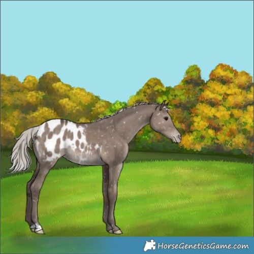 Horse Color:Silver Grullo Mushroom Snowflake Varnish 