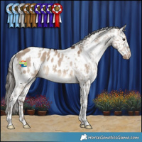 Horse Color:White Spotted Liver Red Dun Appaloosa 