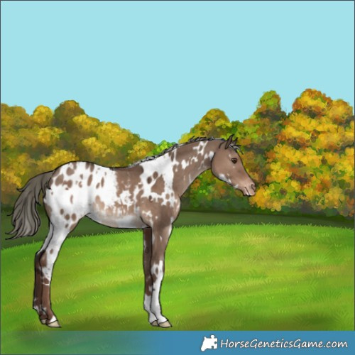 Horse Color:White Spotted Liver Red Dun Mushroom Appaloosa 