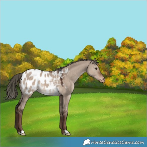 Horse Color:Liver Red Dun Mushroom Appaloosa 