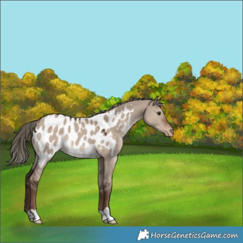 Horse Color:Liver Red Dun Mushroom Appaloosa 