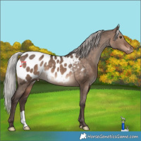 Horse Color:Silver Brown Dun Mushroom Appaloosa 