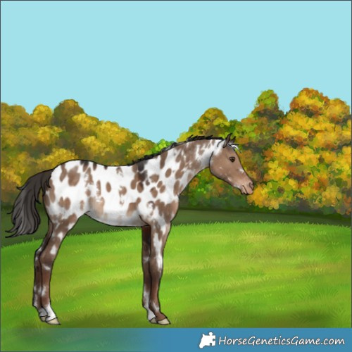 Horse Color:White Spotted Liver Red Dun Appaloosa 
