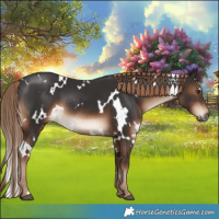 Horse Color:White Spotted Liver Chestnut 
