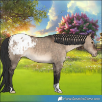 Horse Color:Brown Dun Appaloosa 