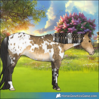 Horse Color:White Spotted Buckskin Dun Blanket 