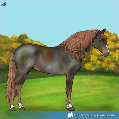 Horse Color:Liver Chestnut Rabicano