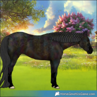 Horse Color:Void Midnight Brown Ice 