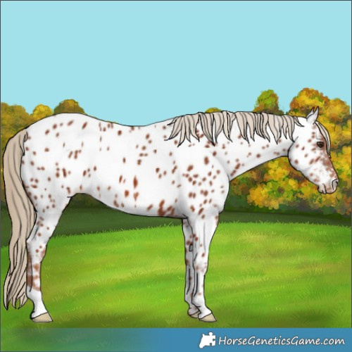 Horse Color:Chestnut Appaloosa 