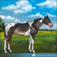 Horse Color:Liver Chestnut Tobiano Rabicano