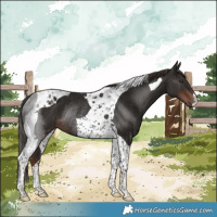 Horse Color:Liver Chestnut Tobiano Rabicano 