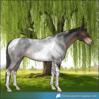 Horse Color:Liver Chestnut Tobiano Rabicano