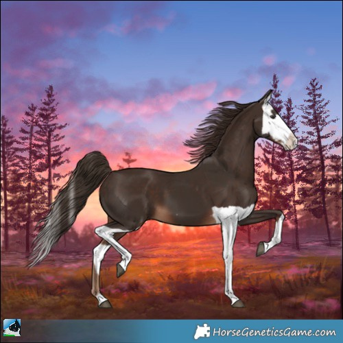 Horse Color:Liver Chestnut  and Liver Chestnut Splash 