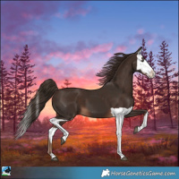 Horse Color:Liver Chestnut  and Liver Chestnut Splash 