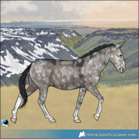 Horse Color:Grullo Ice Sabino Brindle 