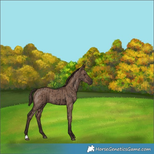 Horse Color:Liver Chestnut  and Liver Red Dun 