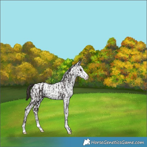 Horse Color:Liver Chestnut  and White Spotted Liver Chestnut 