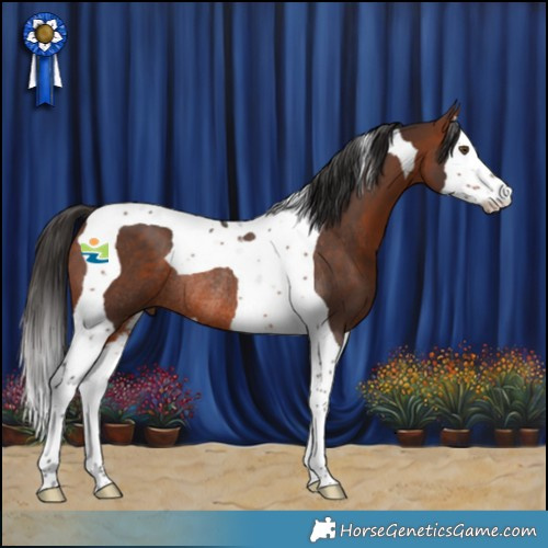 Horse Color:Bay Splash Tobiano Rabicano 