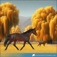 Horse Color:Bay Rabicano 