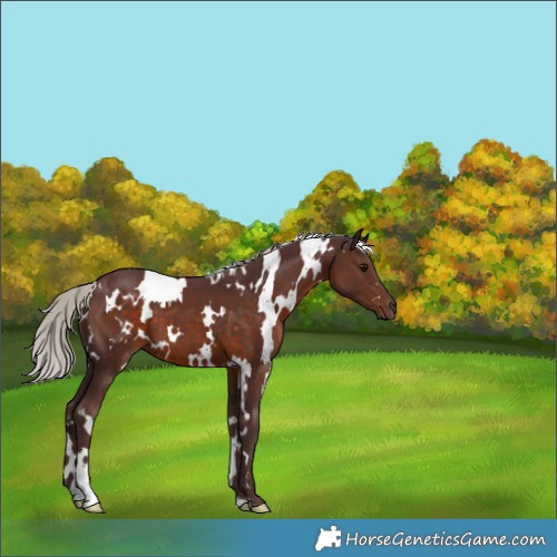Horse Color:White Spotted Chocolate Silver Brown