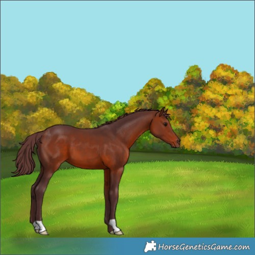 Horse Color:Chocolate Bay 