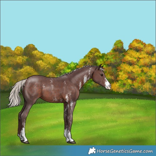 Horse Color:Chocolate Silver Brown Sabino 