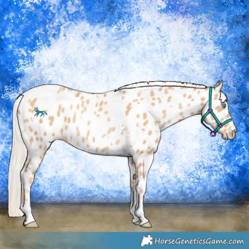 Horse Color:White Spotted Palomino Pearl Appaloosa 