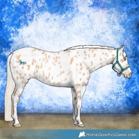 Horse Color:White Spotted Palomino Pearl Near Leopard 