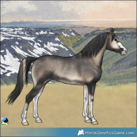 Horse Color:Blue Onyx Rabicano 