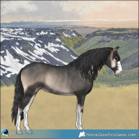 Horse Color:Blue Onyx Rabicano 
