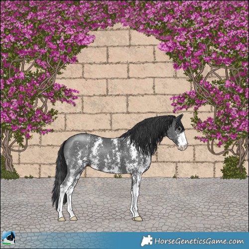 Horse Color:Black Sabino