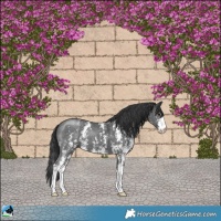 Horse Color:Black Sabino 