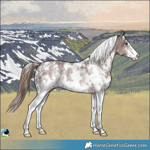 Horse Color:White Spotted Liver Chestnut Sabino Rabicano 