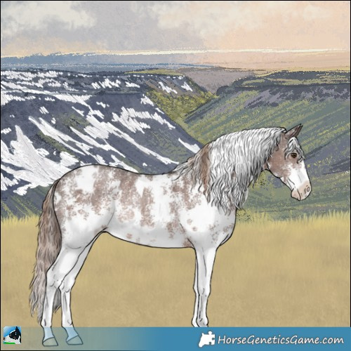Horse Color:White Spotted Liver Chestnut Sabino Rabicano