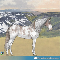 Horse Color:White Spotted Liver Chestnut Sabino Rabicano