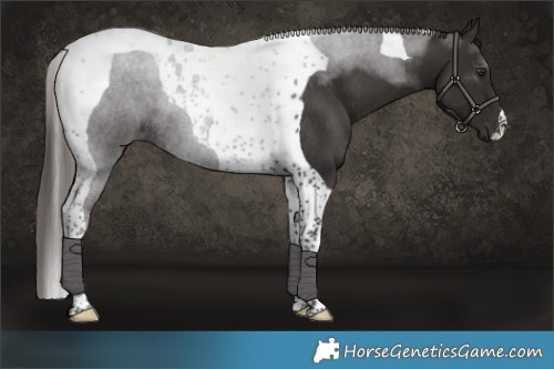 Horse Color:Liver Chestnut Tobiano Rabicano