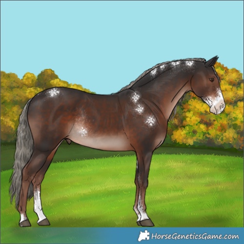 Horse Color:Liver Chestnut Mushroom Sabino Rabicano 