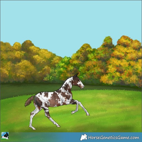 Horse Color:White Spotted Liver Chestnut Rabicano 