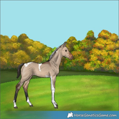 Horse Color:Bay Dun Tobiano 