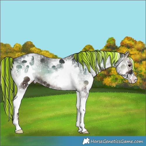 Horse Color:Painted White Spotted Blue Onyx Appaloosa 