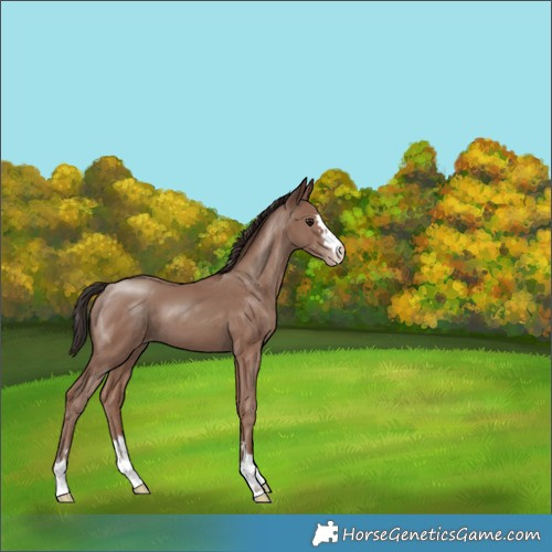 Horse Color:Classic Champagne 