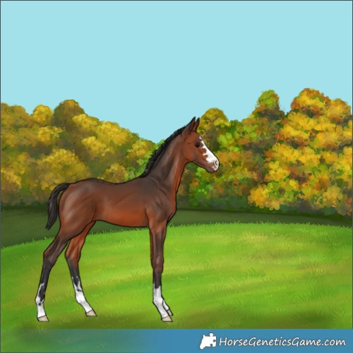 Horse Color:Bay 